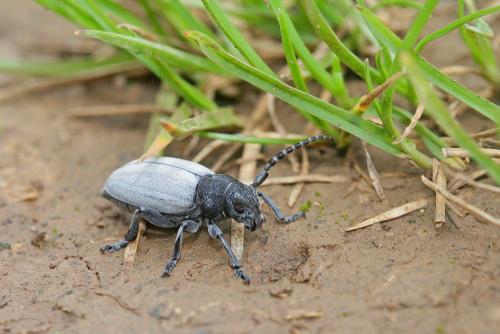 Réf. 202 643 : Iberodorcadion fuliginator
